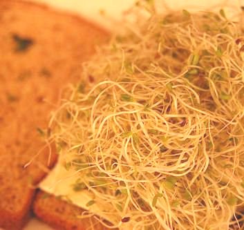 alfalfa sandwich