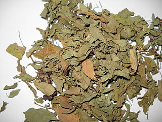 Dried Basil leaves