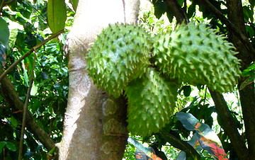 benefits of soursop