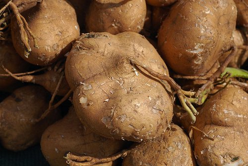 jicama root