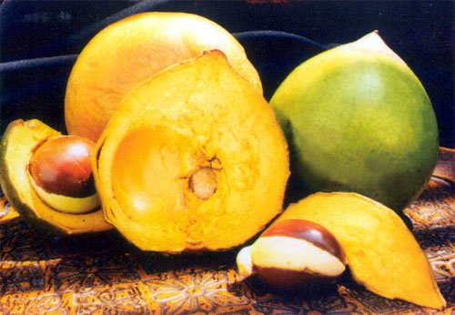 lucuma