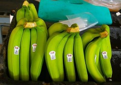 green bananas in market