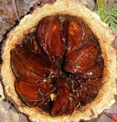 freshly opened brazil nut